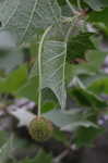 American sycamore